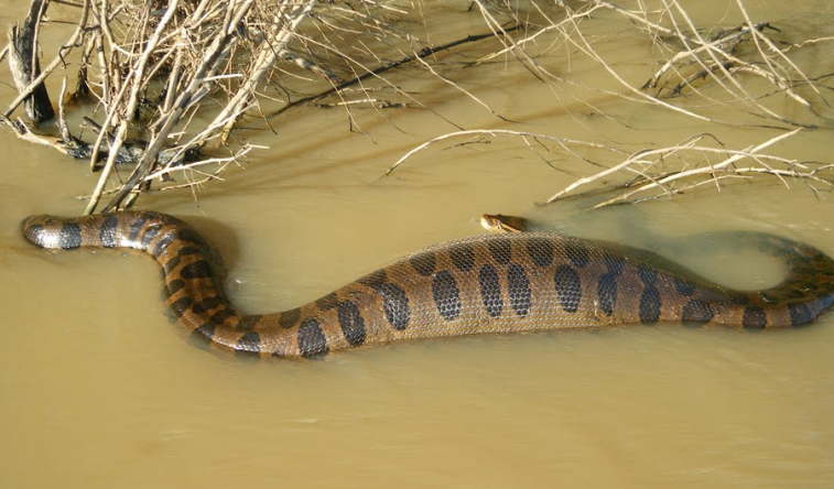 Anaconda je běžný vzhled: ne jedovatý had