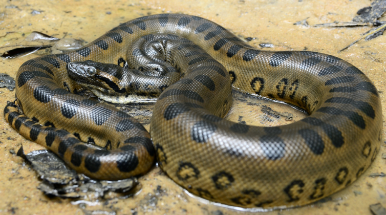 Anaconda je běžný pohled