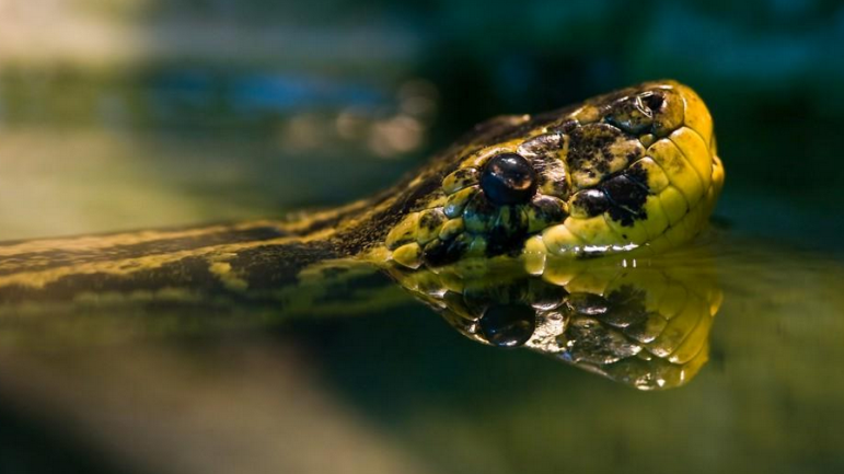 Anaconda är inte en giftig orm