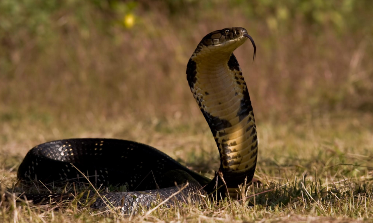 Cobra - společný pohled