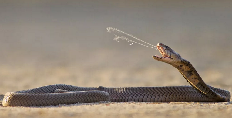 Spitting Snake - Cobra beracun India