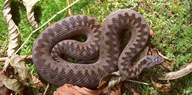 VIPER: Běžný typ jedovatých hadů