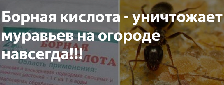 Достоинства борной кислоты при уничтожении муравьев в огороде