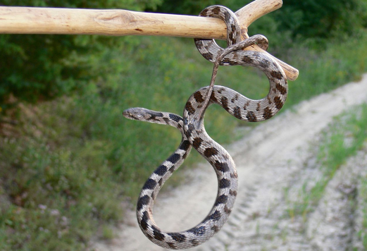 Cat Snake - Distribuerad på Planet Earth: Poisonous