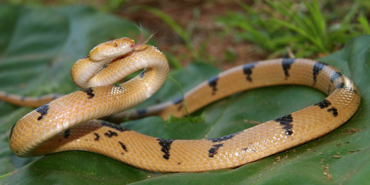 Cat Snake - beracun