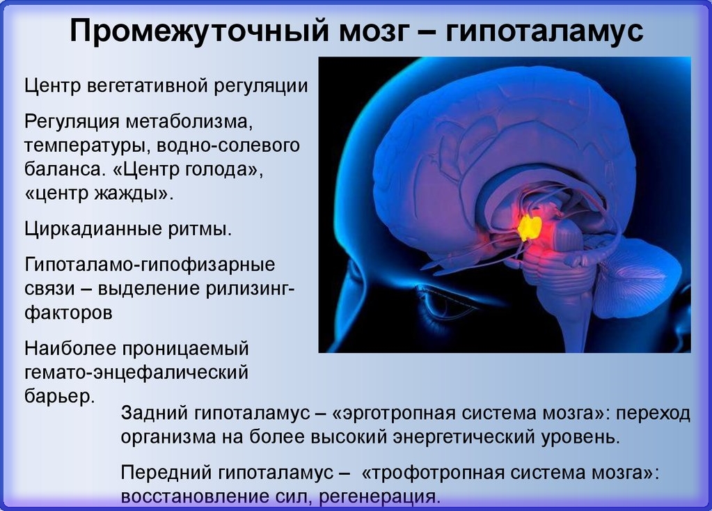 Hypotalamus - oddělení mozku, kde jsou sjednoceny fyziologie a emoce