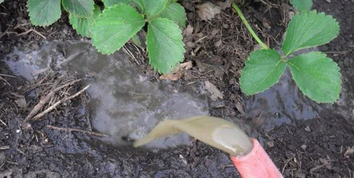 Matande jordgubbar på hösten efter plantering genom en mustasch