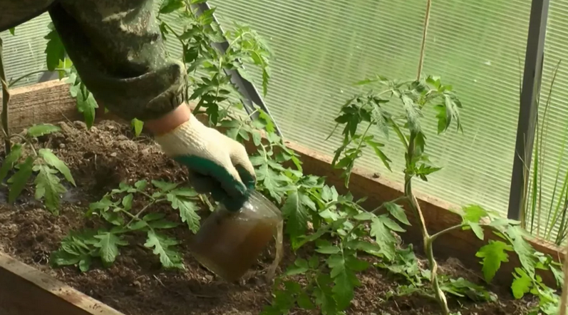 Tomatmatning i ett växthus