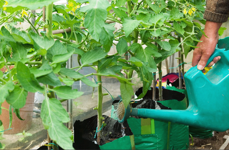 Tomatmatning i ett växthus