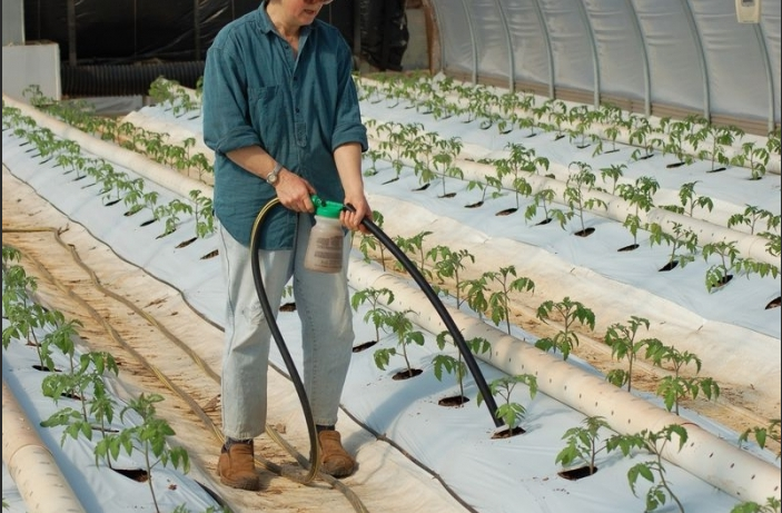 Tomatmatning i ett växthus