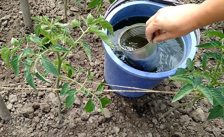 Tomatmatning i ett växthus