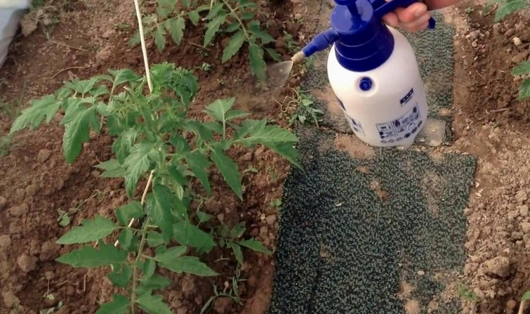 Tomatmatning i ett växthus