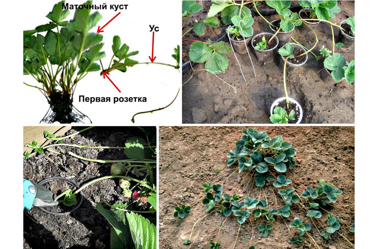 Välj korrekt en mustasch för plantering under hösten