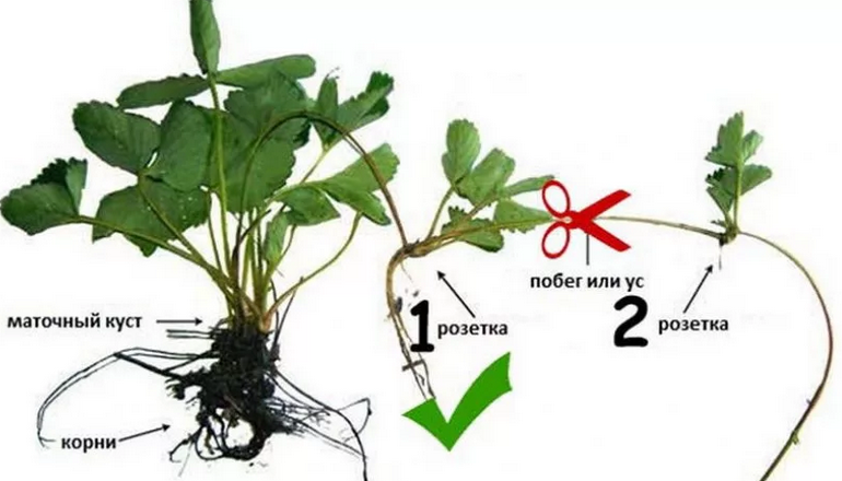 Välj korrekt en mustasch för plantering under hösten