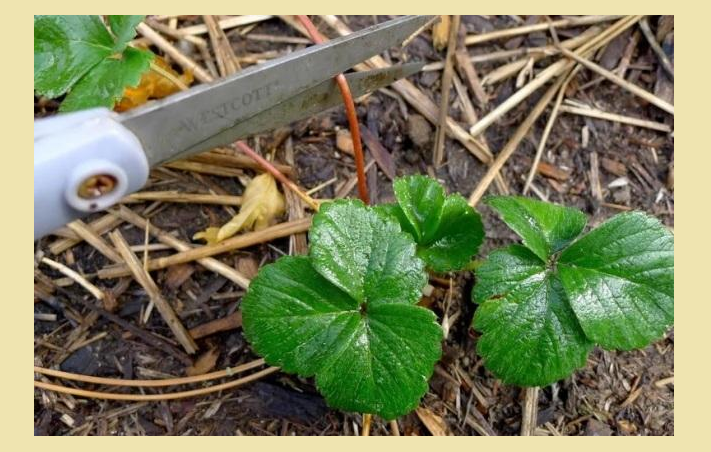 Välj korrekt en mustasch för plantering under hösten