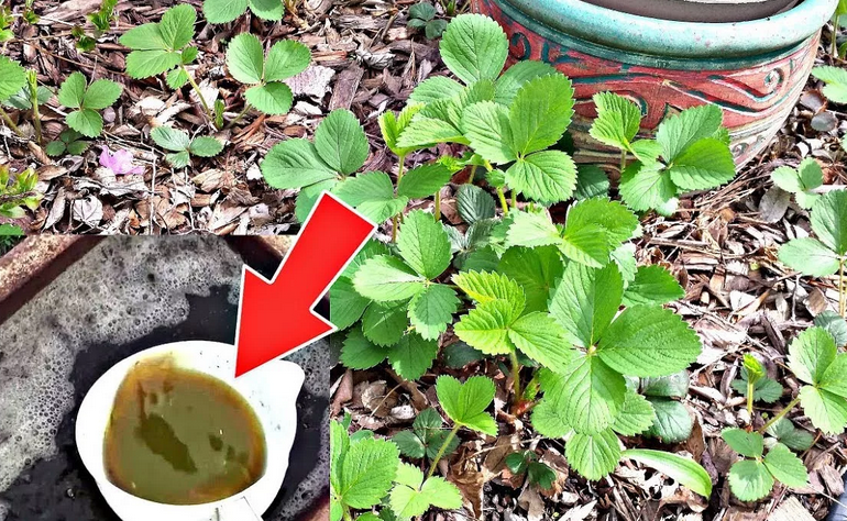 Dalam larutan bawang putih, rendam kumis sebelum ditanam