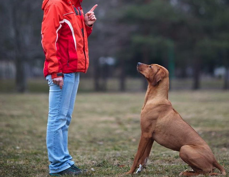 Rekommendationer för hundägare med problemet med dominerande beteende som knäpps på ägaren