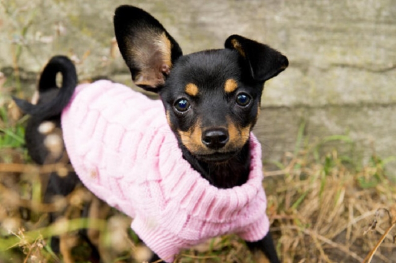 Rosa blus för en liten hund