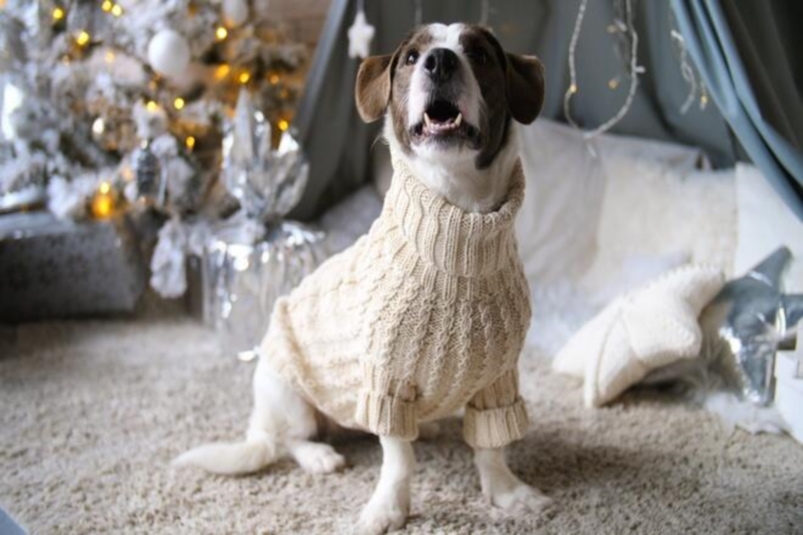 Nyårs klädstil för hundar