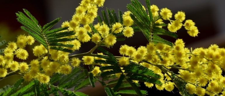 Mimosa: What to do to stand in a vase for a long time?